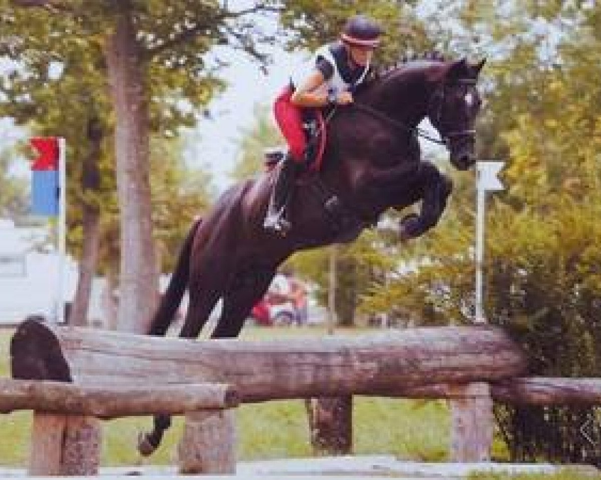 stallion Lebenstraum (Trakehner, 2011, from Abendtanz)