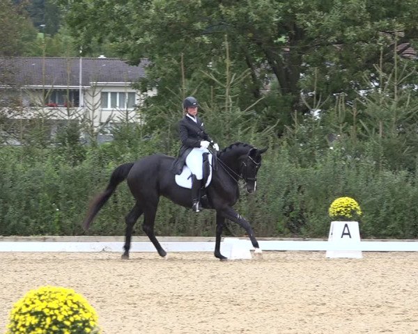 Reitturnier Deitingen 2019