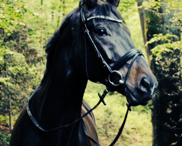 dressage horse Casscavello L (Rhinelander, 2002, from Coriando)