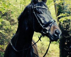 Dressurpferd Casscavello L (Rheinländer, 2002, von Coriando)