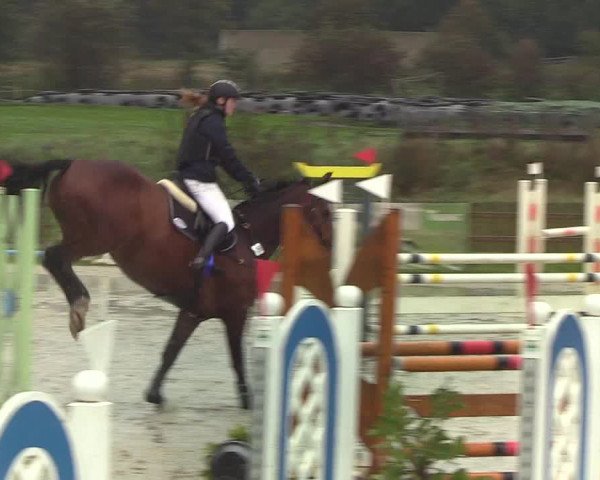 Reitturnier Schülp / Rendsburg 2019
