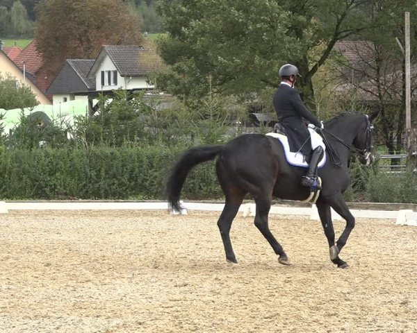 Reitturnier Deitingen 2019