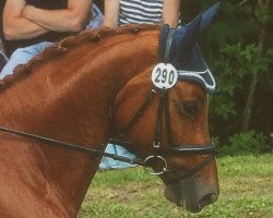 dressage horse Helios 176 (Trakehner, 2010, from Münchhausen)
