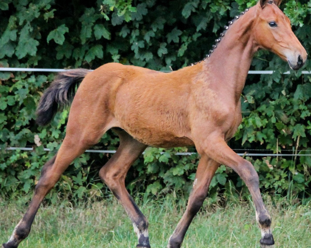 Dressurhest Neymar 7 (Holsteiner, 2014, fra Numero Uno)