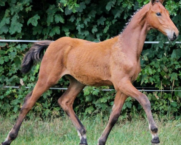 dressage horse Neymar 7 (Holsteiner, 2014, from Numero Uno)