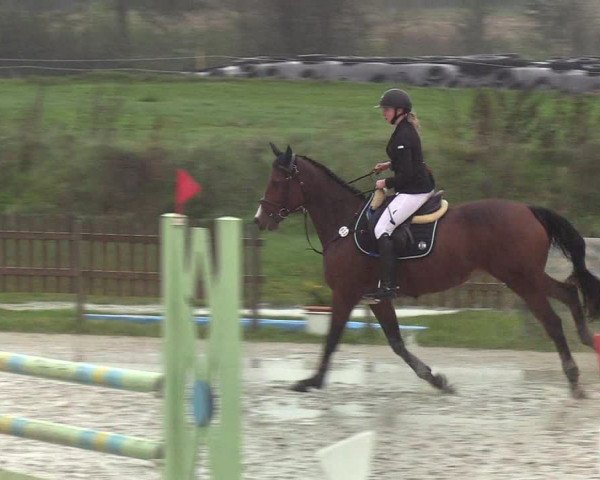 Reitturnier Schülp / Rendsburg 2019