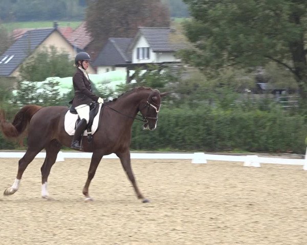 Reitturnier Deitingen 2019