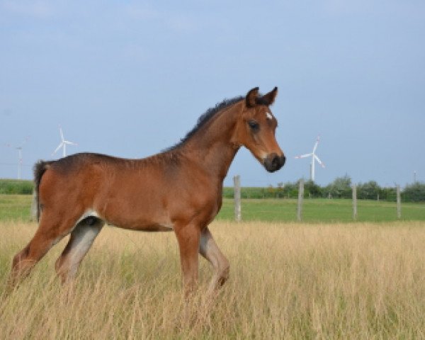 horse Coole Socke (German Riding Pony, 2014, from Calido G)