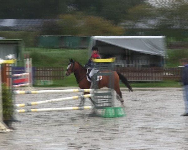 Reitturnier Schülp / Rendsburg 2019