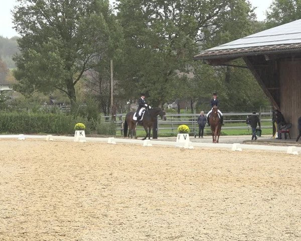 Reitturnier Deitingen 2019
