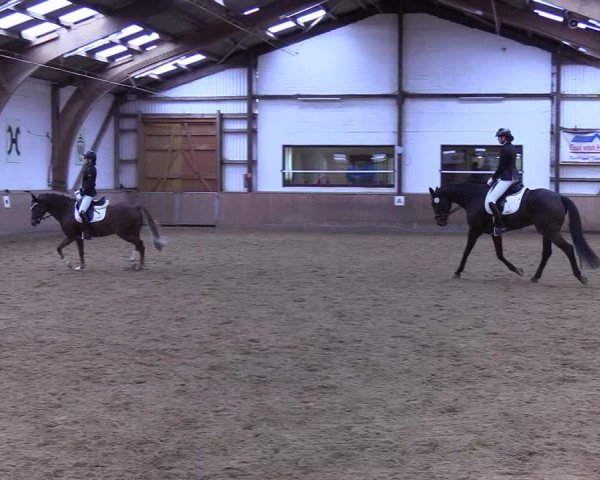 Reitturnier Kellinghusen 2019