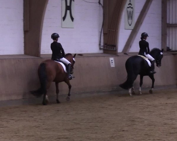 Reitturnier Kellinghusen 2019