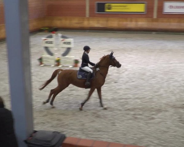 Reitturnier Mönchengladbach-Wickrath 2019