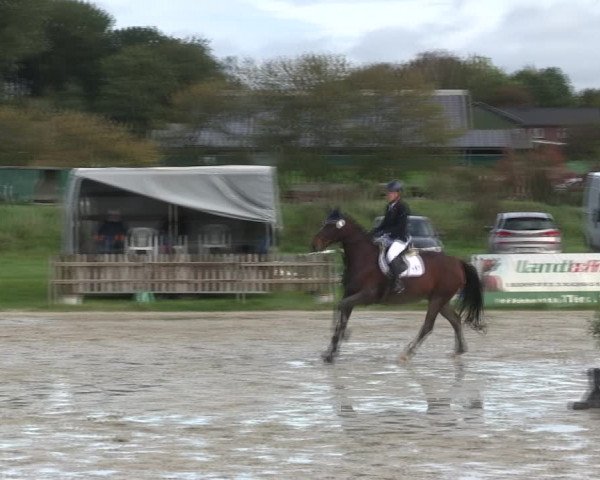 Reitturnier Schülp / Rendsburg 2019