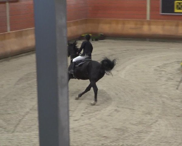 Reitturnier Mönchengladbach-Wickrath 2019