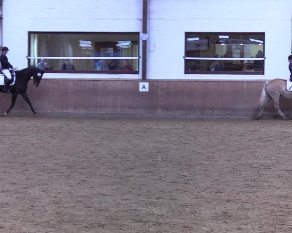 Reitturnier Kellinghusen 2019