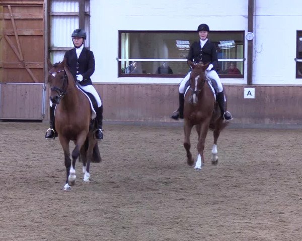 Reitturnier Kellinghusen 2019