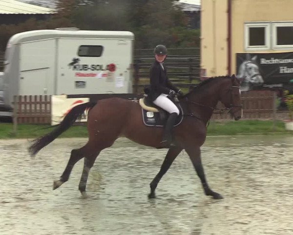 Reitturnier Schülp / Rendsburg 2019