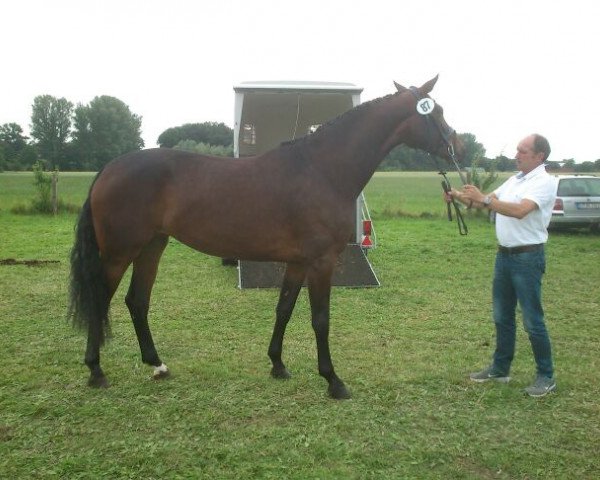 Zuchtstute Liebeskind 4 (Westfale, 2010, von Lord Loxley I)