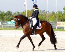 dressage horse Zingaro de Lyw (Lusitano, 2004, from Guizo)