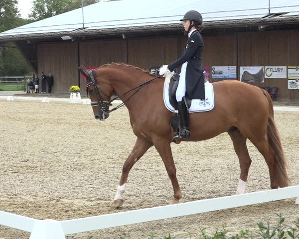 Reitturnier Deitingen 2019