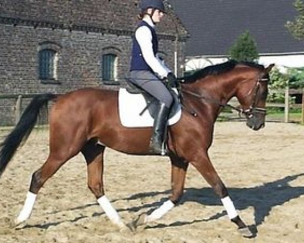 stallion Irish Stew xx (Thoroughbred, 1988, from Dalsaan xx)