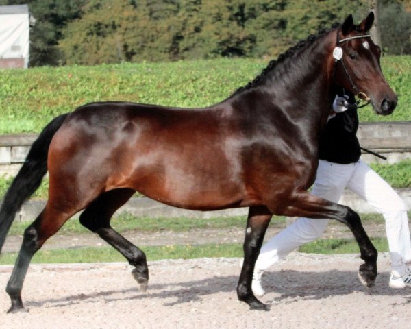 broodmare Saphira 108 (Württemberger, 2006, from Sunny Day)