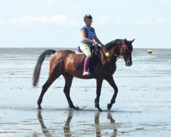dressage horse Horny Henriette (German Warmblood,  )
