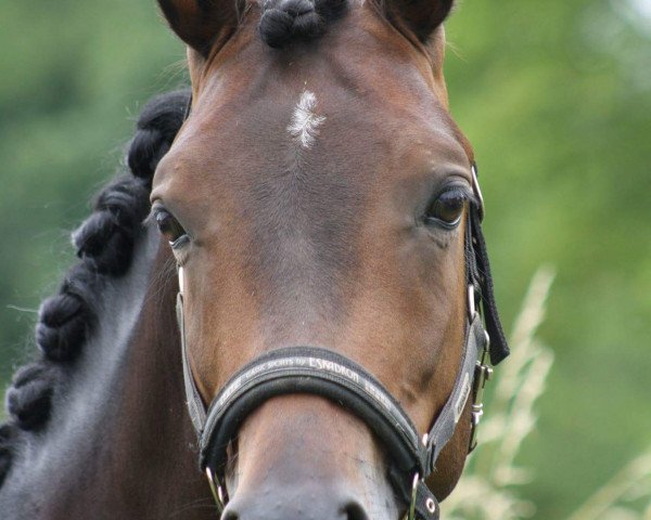 jumper Der kleine Prinz 25 (German Riding Pony, 2012, from Dressman III)