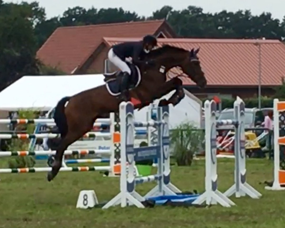 broodmare Lara Croft B (Oldenburg, 2008, from Lord Pezi)