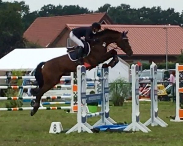 broodmare Lara Croft B (Oldenburg, 2008, from Lord Pezi)