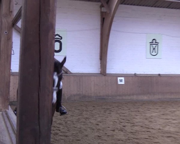 Reitturnier Kellinghusen 2019