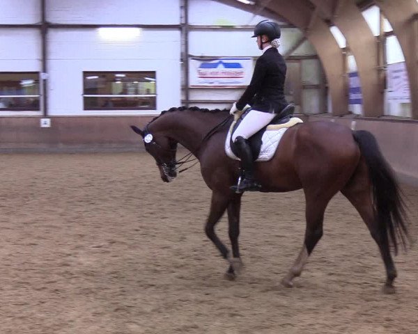 Reitturnier Kellinghusen 2019