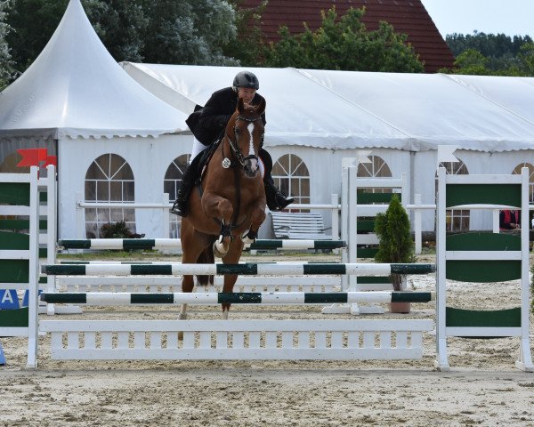 jumper Lepanto 38 (Westphalian, 2011, from Levistan)
