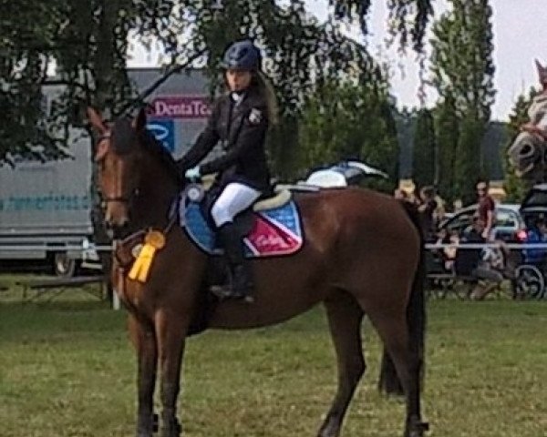 broodmare Casa Bella Vida (Hessian Warmblood, 2007, from Concetto)