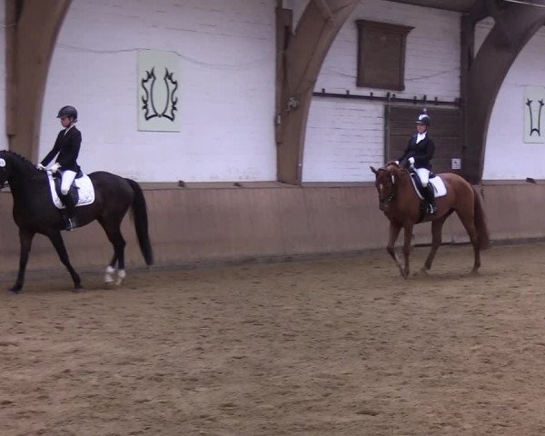 Reitturnier Kellinghusen 2019