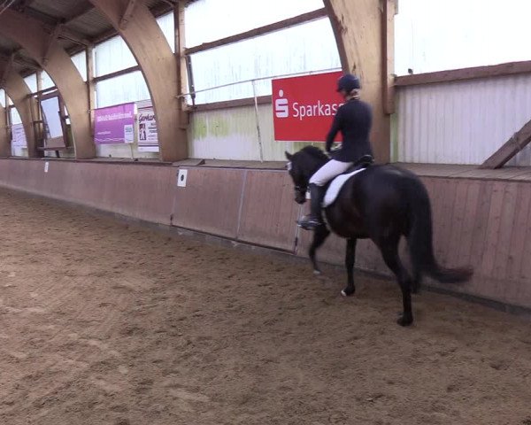 Reitturnier Kellinghusen 2019
