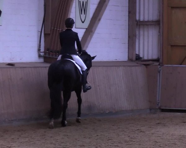 Reitturnier Kellinghusen 2019