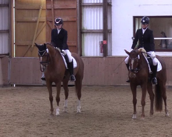 Reitturnier Kellinghusen 2019