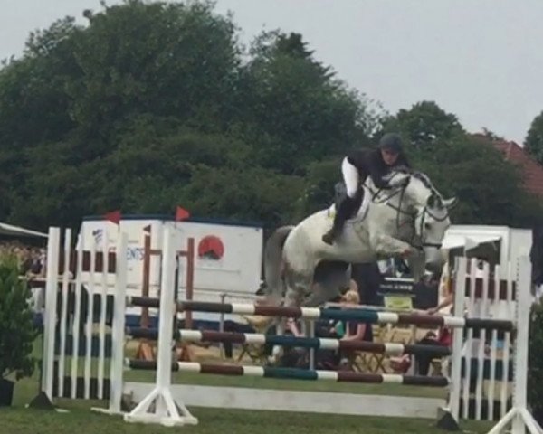 broodmare Coco Chanel 177 (Westphalian, 2008, from Cristallo I)
