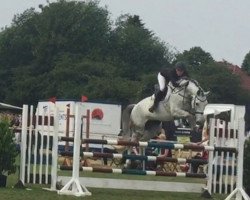 broodmare Coco Chanel 177 (Westphalian, 2008, from Cristallo I)