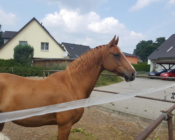 Pferd Ronaldo (Deutsches Sportpferd, 2007, von Relius) Pferd Ronaldo (Deutsches Sportpferd, 2007, von Relius)