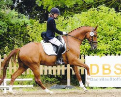 dressage horse Dr. red Pepper (Hanoverian, 2009, from Dancier)