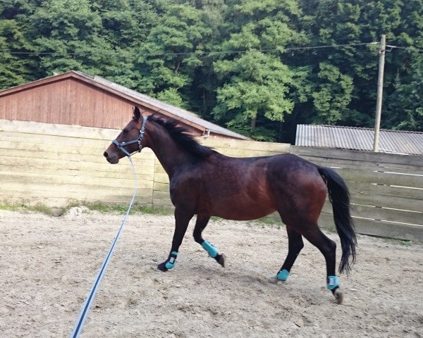 broodmare Rheinfee (Westphalian, 2001, from Rheingau)