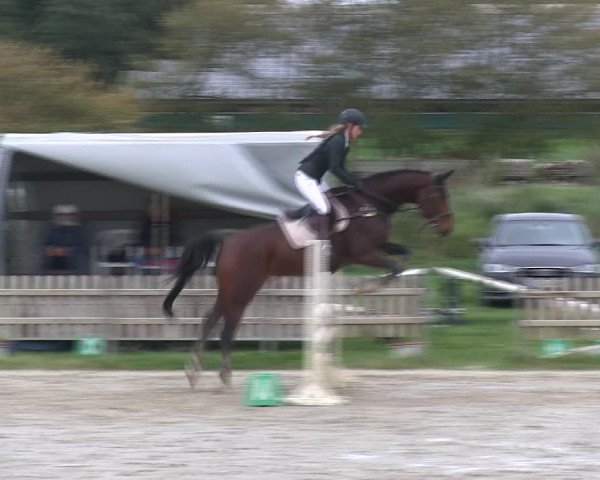 Reitturnier Schülp / Rendsburg 2019