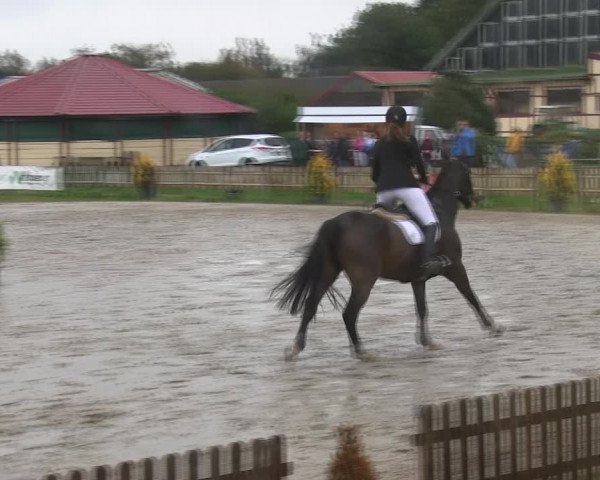 Reitturnier Schülp / Rendsburg 2019