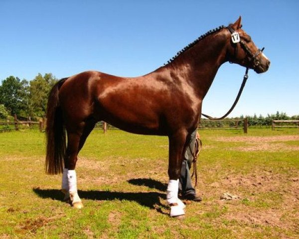 jumper Chester Boy (German Riding Pony, 2007, from Courage)