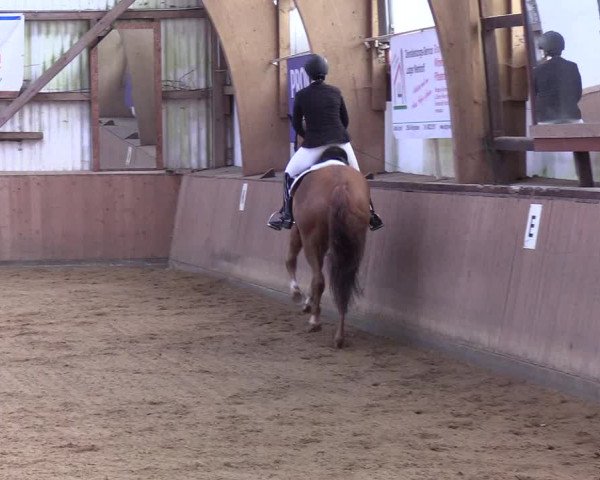 Reitturnier Kellinghusen 2019