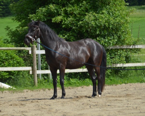 Dressurpferd Geronimo Blue (Württemberger, 2013, von Gardez)