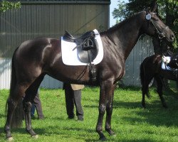 horse Escada (Oldenburg, 2007, from Hotline)